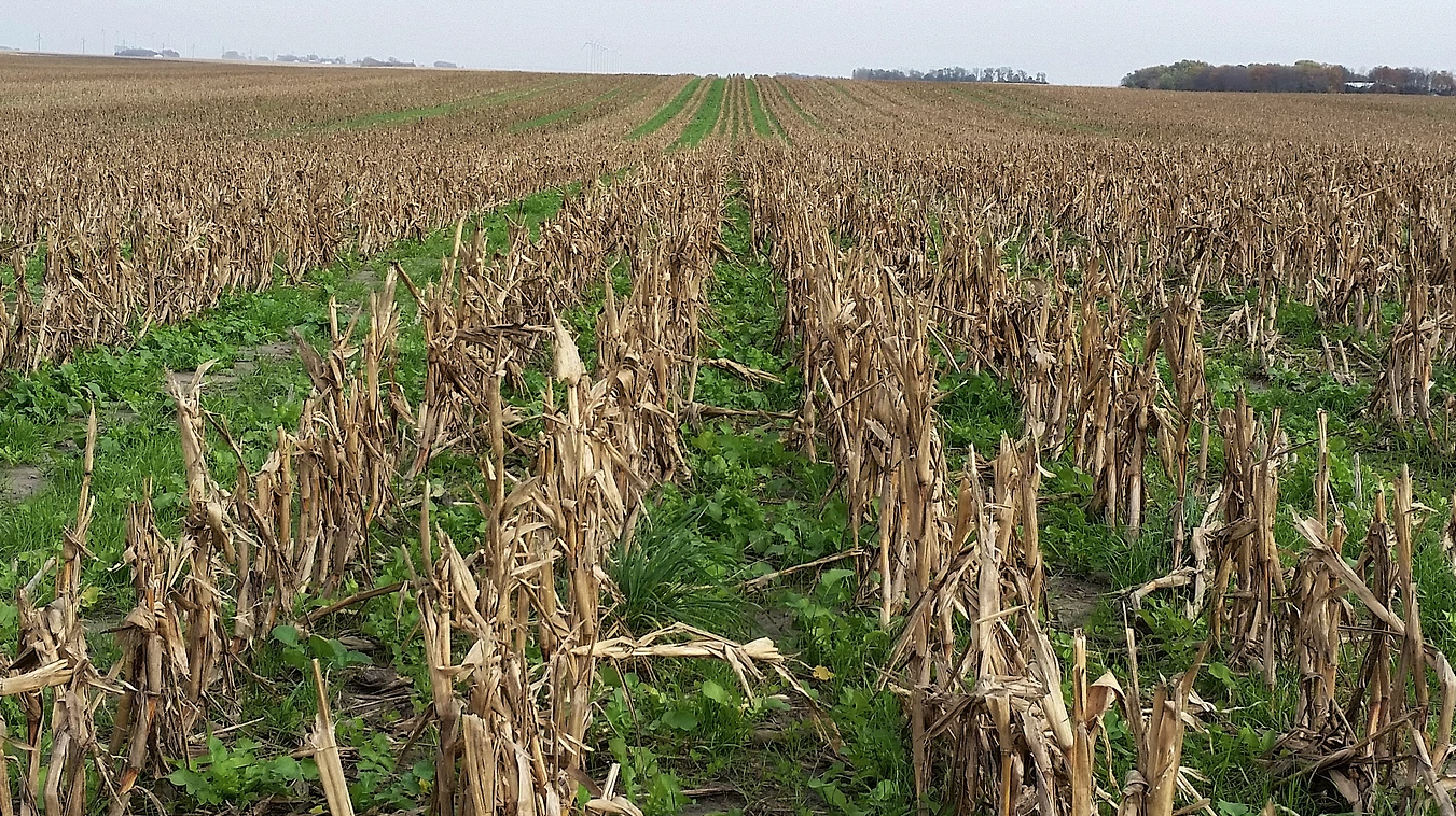 Iowa Seed Corn Cover Crop Initiative 2022 Results and 2023 New Collaboration